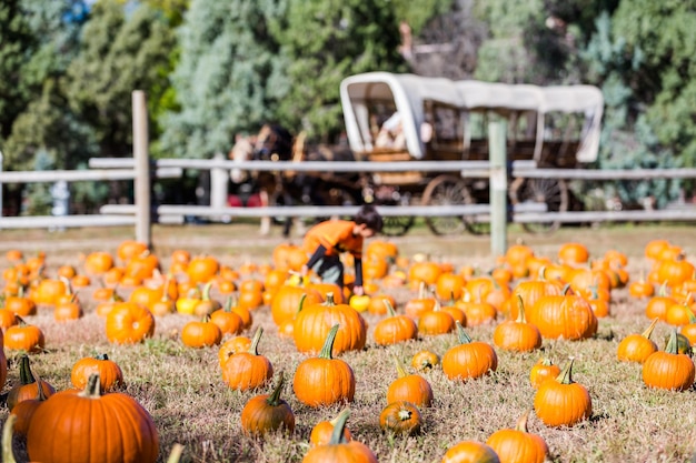 Selección de calabaza del huerto de calabazas a principios de otoño.