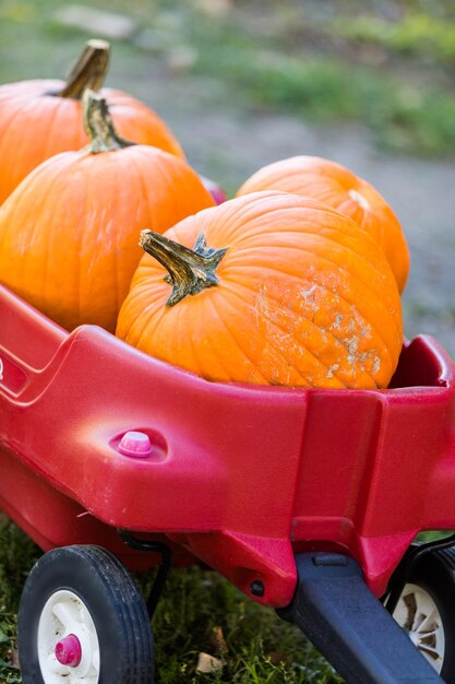 Selección de calabaza del huerto de calabazas a principios de otoño.