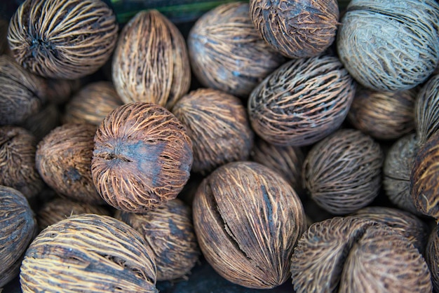 Selección de folículos de la palma de Buda en el mercado de Amsterdam.