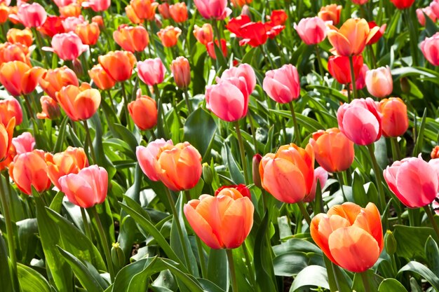 Selección de tulipanes llenos de sol. Todas las flores han vuelto la cabeza hacia la luz