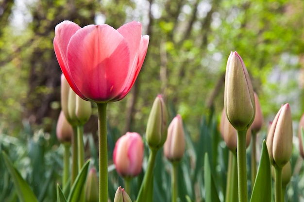 Selección de tulipanes llenos de sol. Todas las flores han vuelto la cabeza hacia la luz