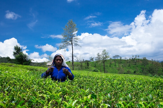 Selector de té femenino en plantaciones de té