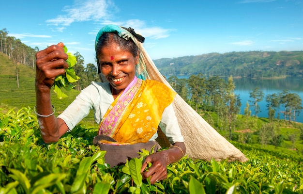 Selector de té en una plantación en Sri Lanka