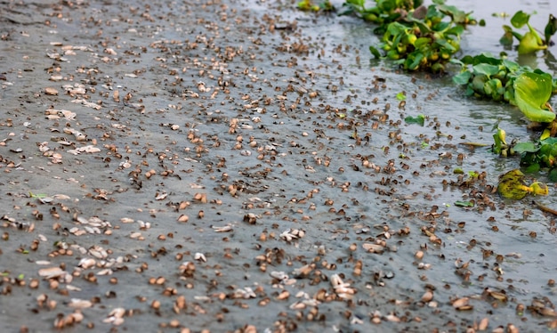 Foto selektiv fokussierte kleine austern neben dem fluss auf dem sand