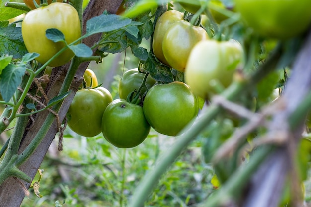 Selektiv fokussierte rohe Bio-Tomaten im Garten