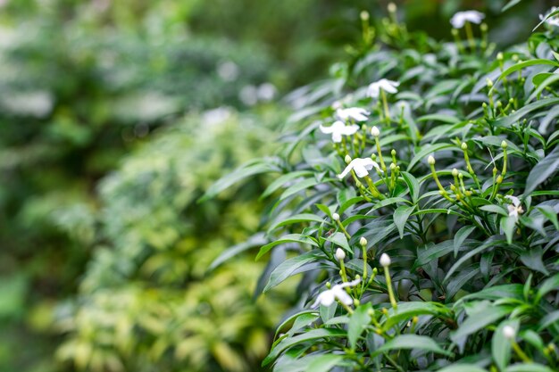 Selektiv fokussierter weißer Blumenbaum mit grünen Blättern auf weichem Bokeh-Hintergrund mit Kopierraum