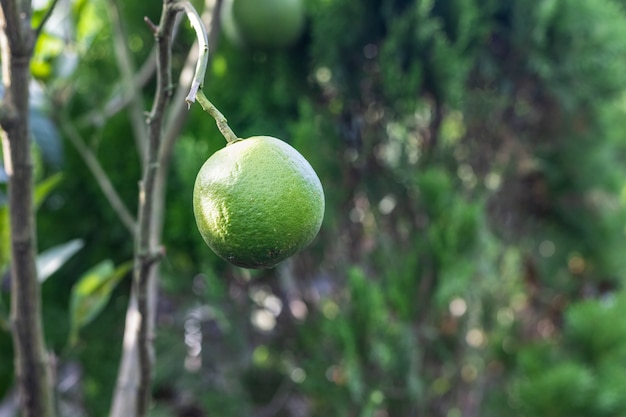 Selektive Aufnahme einer rohen Orange im Garten, Nahaufnahme mit Kopierraum