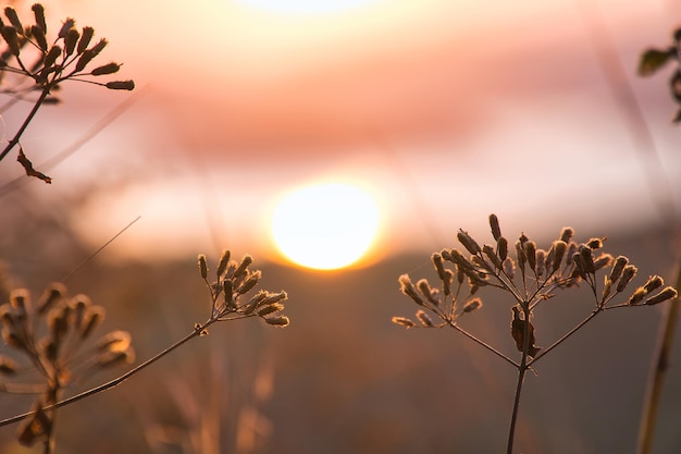 Selektive Aufnahme trockener Blumen bei Sonnenuntergang