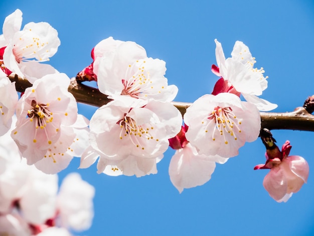 Selektive Fokusaufnahme der blühenden Kirschblüte im Garten