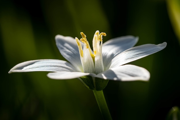 Selektive Fokusaufnahme der exotischen Pollen auf einer Blume mit weichen kleinen Blütenblättern