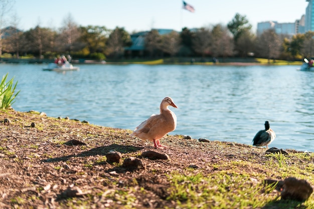 Selektive Fokusaufnahme der weißen Gans am Ufer des Mcgovern Lake in Texas