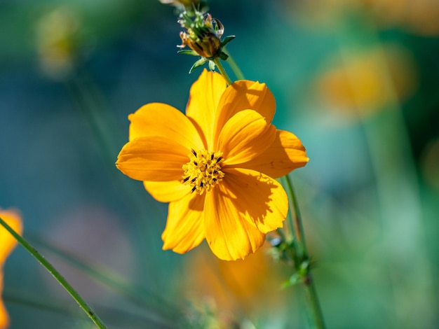 Selektive Fokusaufnahme einer blühenden einzelnen gelben Blume in einem Feld