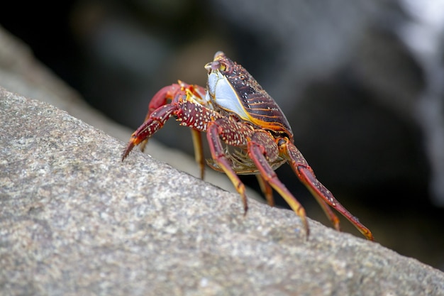 Selektive Fokusaufnahme einer gefleckten roten Krabbe auf einem Stein