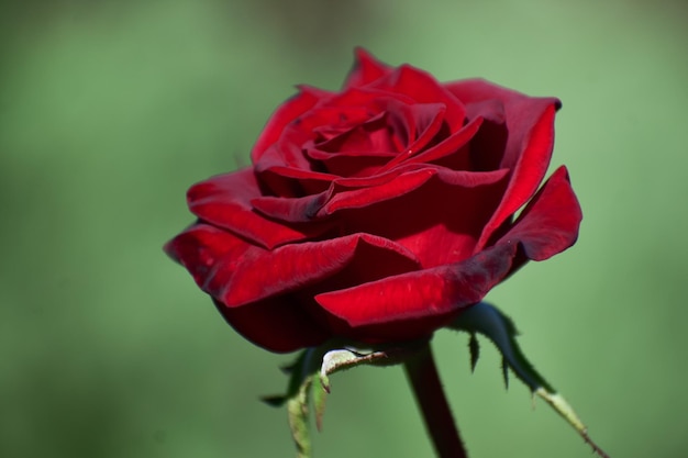 Selektive Fokusaufnahme einer roten Rose im Garten