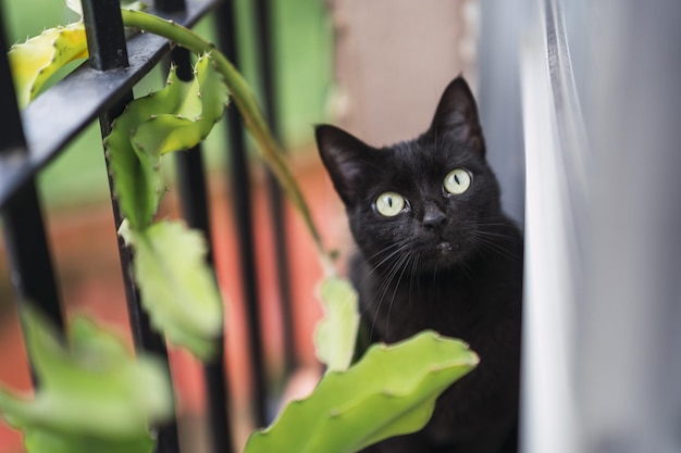 Selektive Fokusaufnahme einer süßen schwarzen Katze in der Nähe einer Zimmerpflanze