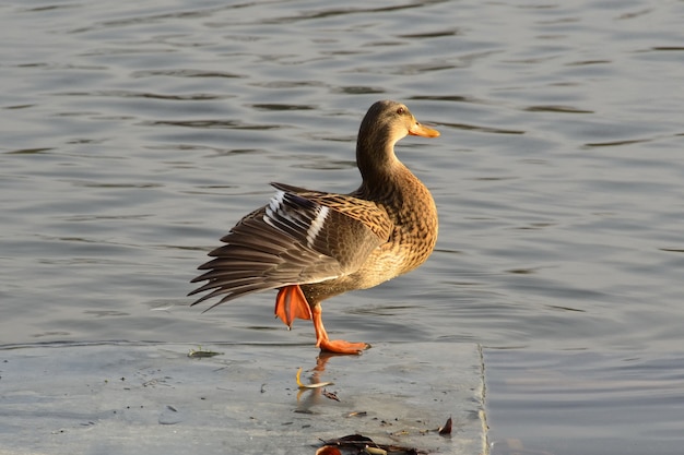 Selektive Fokusaufnahme einer weiblichen Stockente, die auf einer Fibel in der Flussbucht steht