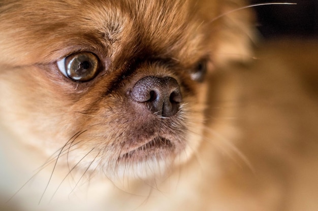 Selektive Fokusaufnahme eines entzückenden Pekingese