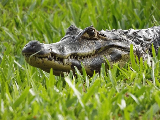 Selektive Fokusaufnahme eines Krokodils mit opeongrünem Gras