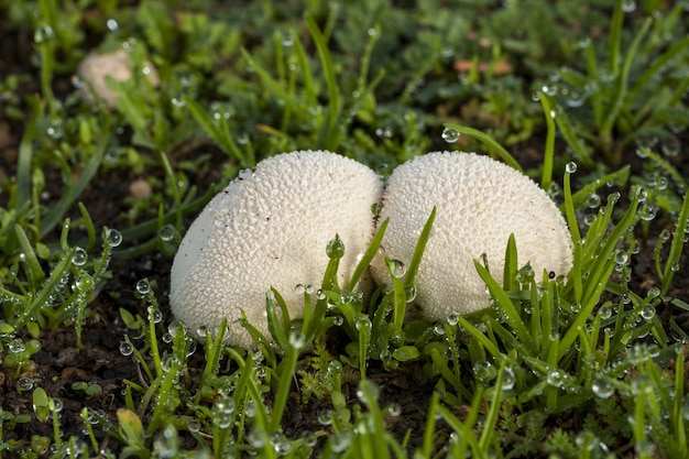 Selektive Fokusaufnahme eines Lycoperdon perlatum-Pilzes, der mit Tautropfen im Gras wächst