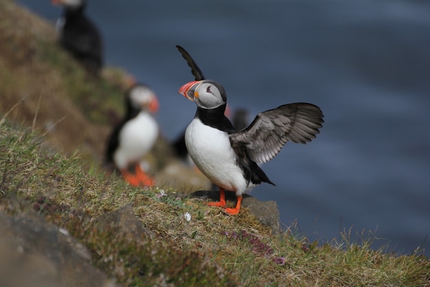 Selektive Fokusaufnahme eines Papageientauchers in Island