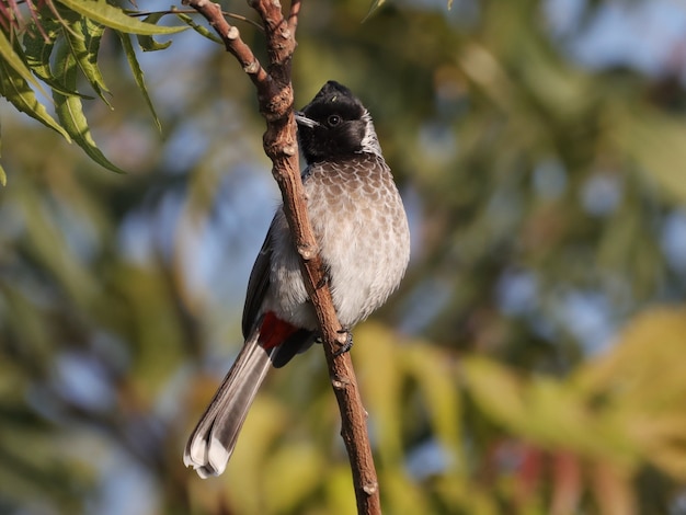 Selektive Fokusaufnahme eines Rot-belüfteten Bulbul im Freien