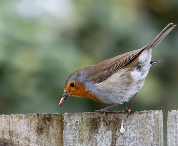 Selektive Fokusaufnahme eines Rotkehlchens in der Natur