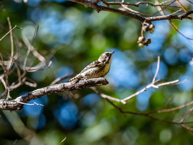 Selektive Fokusaufnahme eines süßen japanischen Zwergspechts, der auf einem Baum sitzt