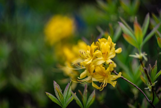 Selektive Fokusaufnahme schöner Rhododendron-Luteum-Blüten