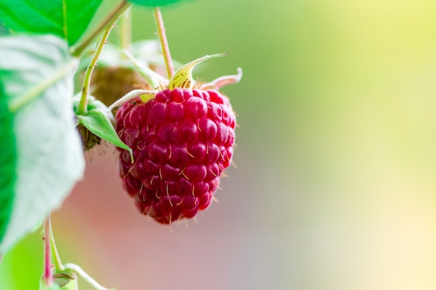 Selektive Fokusaufnahme von reifen Himbeeren