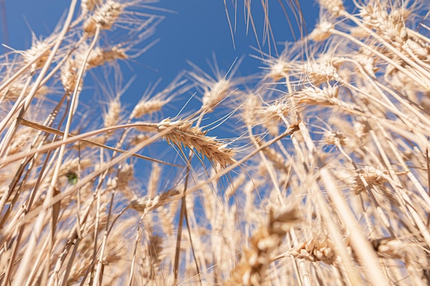 Selektive Fokussierung auf erntereifes Goldkorn, das auf dem Feld wächst. Globale Krise und Preisanstieg.