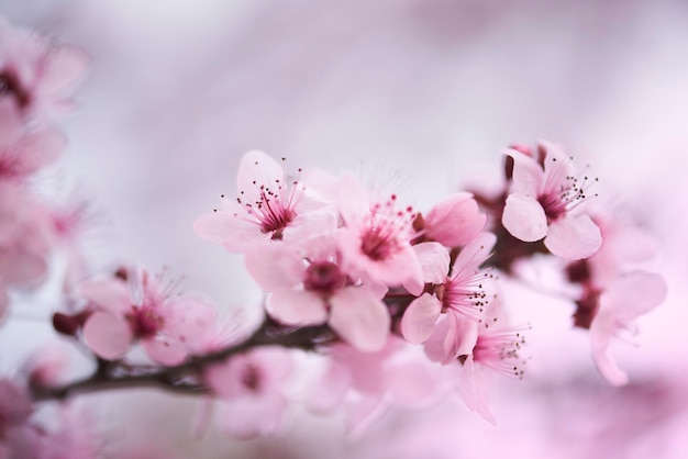 Selektive Fokussierung auf schöne Zweige von rosa Kirschblüten auf dem Baum unter blauem Himmel Schöne Sakura-Blumen während der Frühlingssaison im Park Flora-Muster