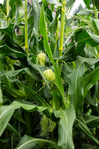 Selektive Fokussierung eines Bildes einer Maispflanze auf einem Bio-Maisfeld Mais wächst Sommer