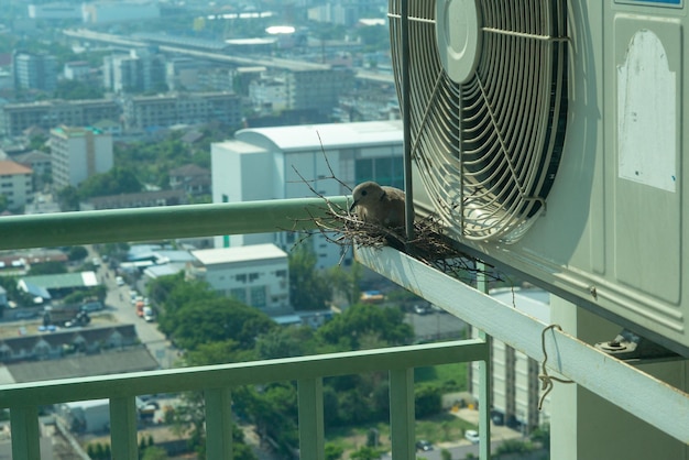 Selektive Konzentration auf einen Vogel, der auf dem Nest sitzt, um seine Eier auf dem Käfig des Zimmerbalkons auszuschlüpfen