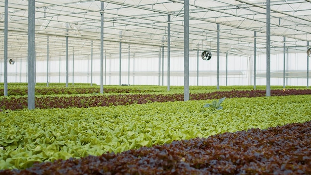 Selektiver Fokus auf Bio-Gemüse, das ohne Pestizide im Bio-Bauernhof ernte- und lieferbereit angebaut wird. Nahaufnahme von ausgewachsenem Salat in leerem Gewächshaus mit hydroponischer Umgebung.