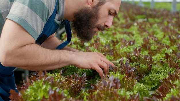 Selektiver Fokus auf Bio-Landarbeiter, die Bio-Salatsprossen auf Ernten bester Qualität untersuchen und die Qualitätskontrolle im Gewächshaus durchführen. Nahaufnahme auf kaukasischen Mannhänden, die Pflanzen inspizieren, die Sämlinge betrachten.