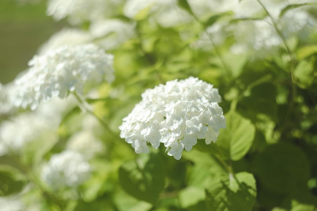 Selektiver Fokus auf den schönen Busch blühender weißer Hydrangea- oder Hortensia-Blumen im Sommer Natürlicher Hintergrund