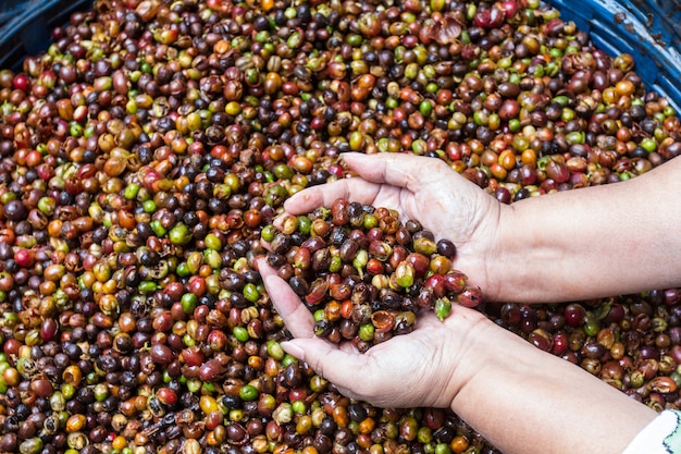 selektiver Fokus auf Kaffee Shell in der hand