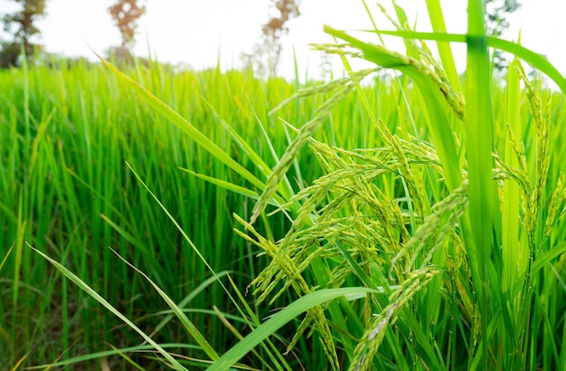 Selektiver Fokus auf Reisähre Grünes Reisfeld Reisplantage Bio-Reisfarm in Asien