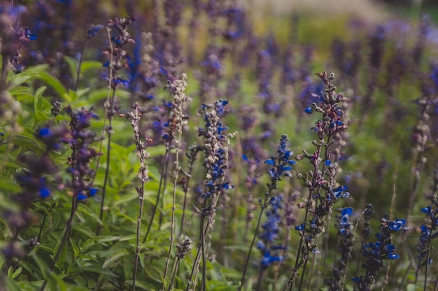 Selektiver Fokus blühender blauer und violetter Blumen Salvia farinacea Benth