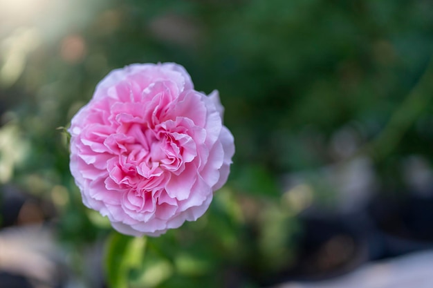 Selektiver Fokus Blüte rosa Rosenblüten im Garten.