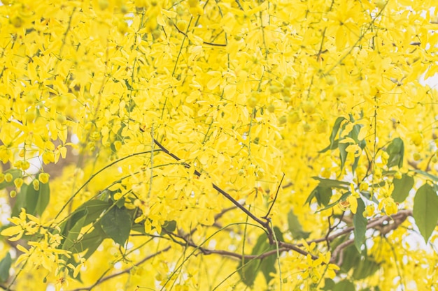 Selektiver Fokus Cassia fistel Nationalblume