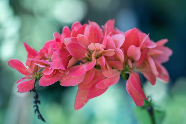 Selektiver Fokus Cockspur-Korallenbaumblume in einem Garten. (Erythrina crista-galli) Schöne Nahaufnahme Blumen des Cockspur-Korallenbaums.