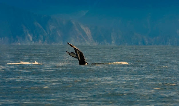 Selektiver Fokus. Der Buckelwal schwimmt im Pazifik, Schwanz des Waltauchens.