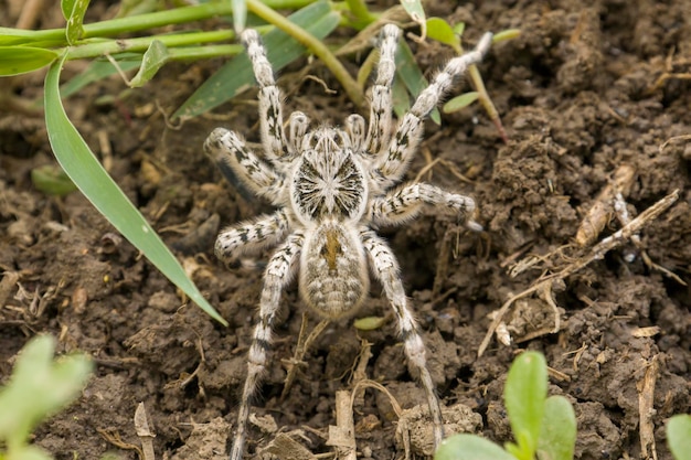 Selektiver Fokus der grauen Vogelspinne