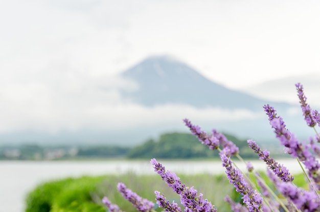 Selektiver Fokus der Lavenderblume mit Berg Fuji im Hintergrund