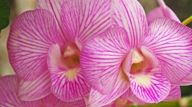 Selektiver Fokus der rosa Orchidee. Makrobild.