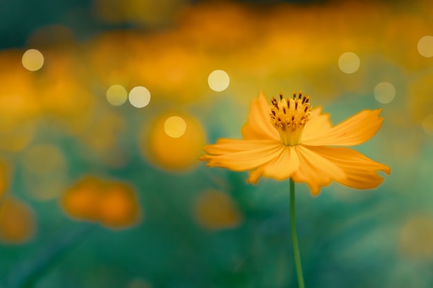 Selektiver Fokus der schönen Blumen mit Feldhintergrund.