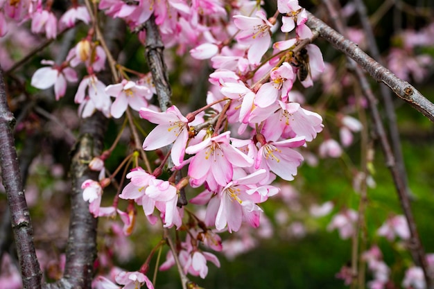 Selektiver Fokus der schönen Zweige von rosa Kirschblüten auf dem Baum unter blauem Himmel Flora-Muster-Textur Natur-Blumenhintergrund