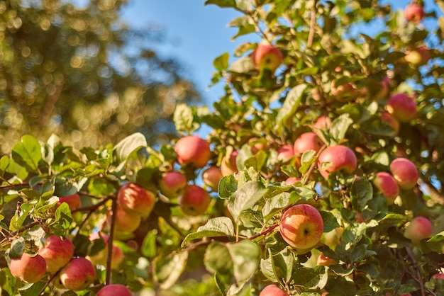 Selektiver Fokus des Apfelzweigs mit Früchten im Sonnenlicht