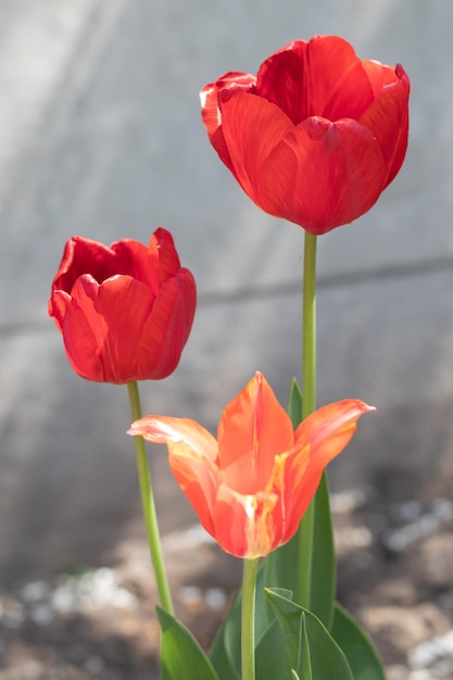 Selektiver Fokus Drei rote Tulpen im Garten mit grünen Blättern Unscharfer Hintergrund Eine Blume, die an einem warmen sonnigen Tag unter dem Gras wächst Frühling und Ostern natürlicher Hintergrund mit Tulpe